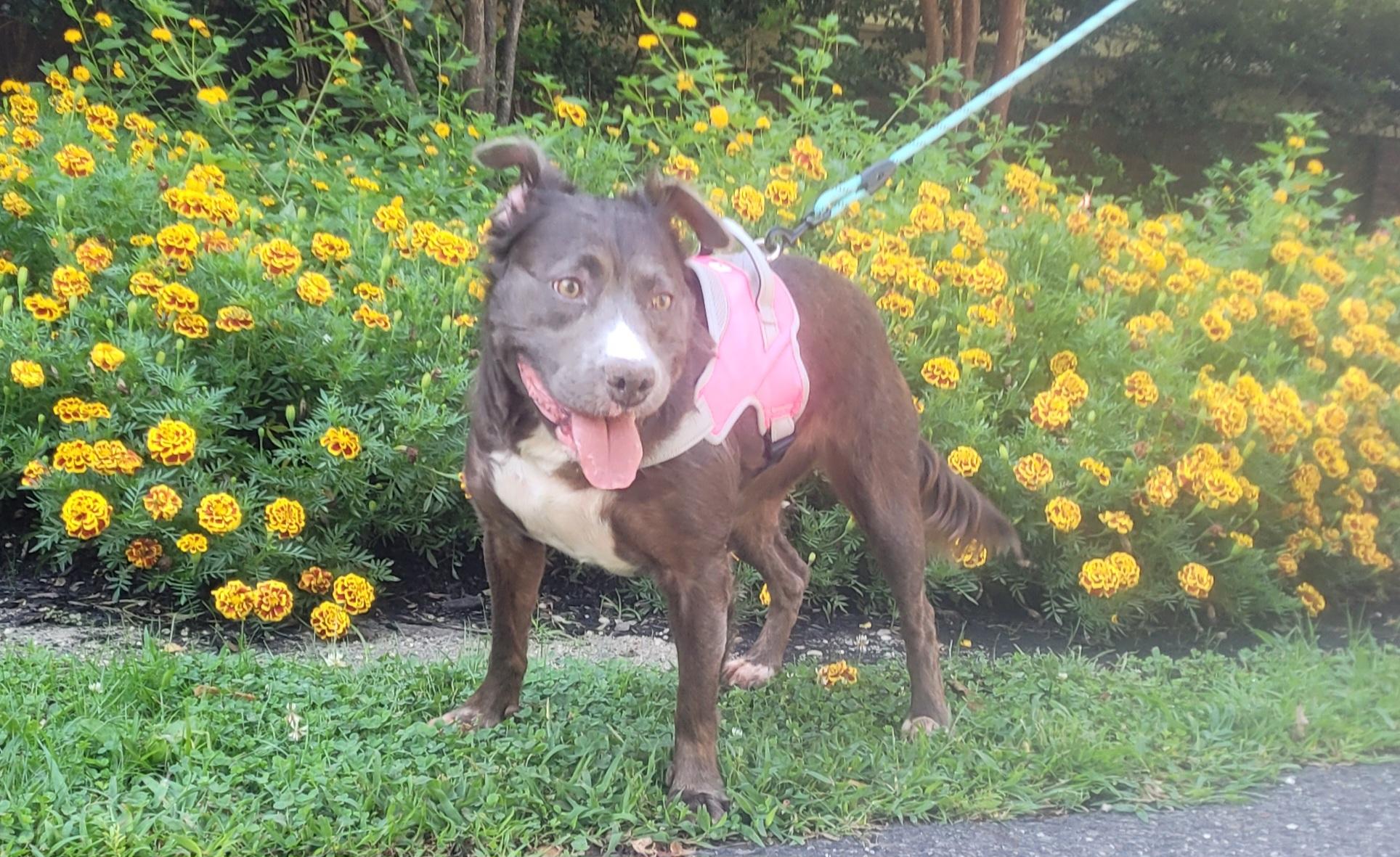 Enlarge Shadow, a ADOPTABLE mixed breed in Monroe Twp, NJ image 3/6