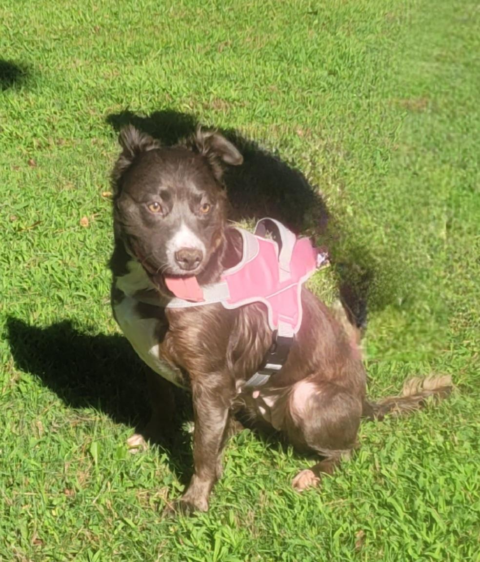 Enlarge Shadow, a ADOPTABLE mixed breed in Monroe Twp, NJ image 2/6