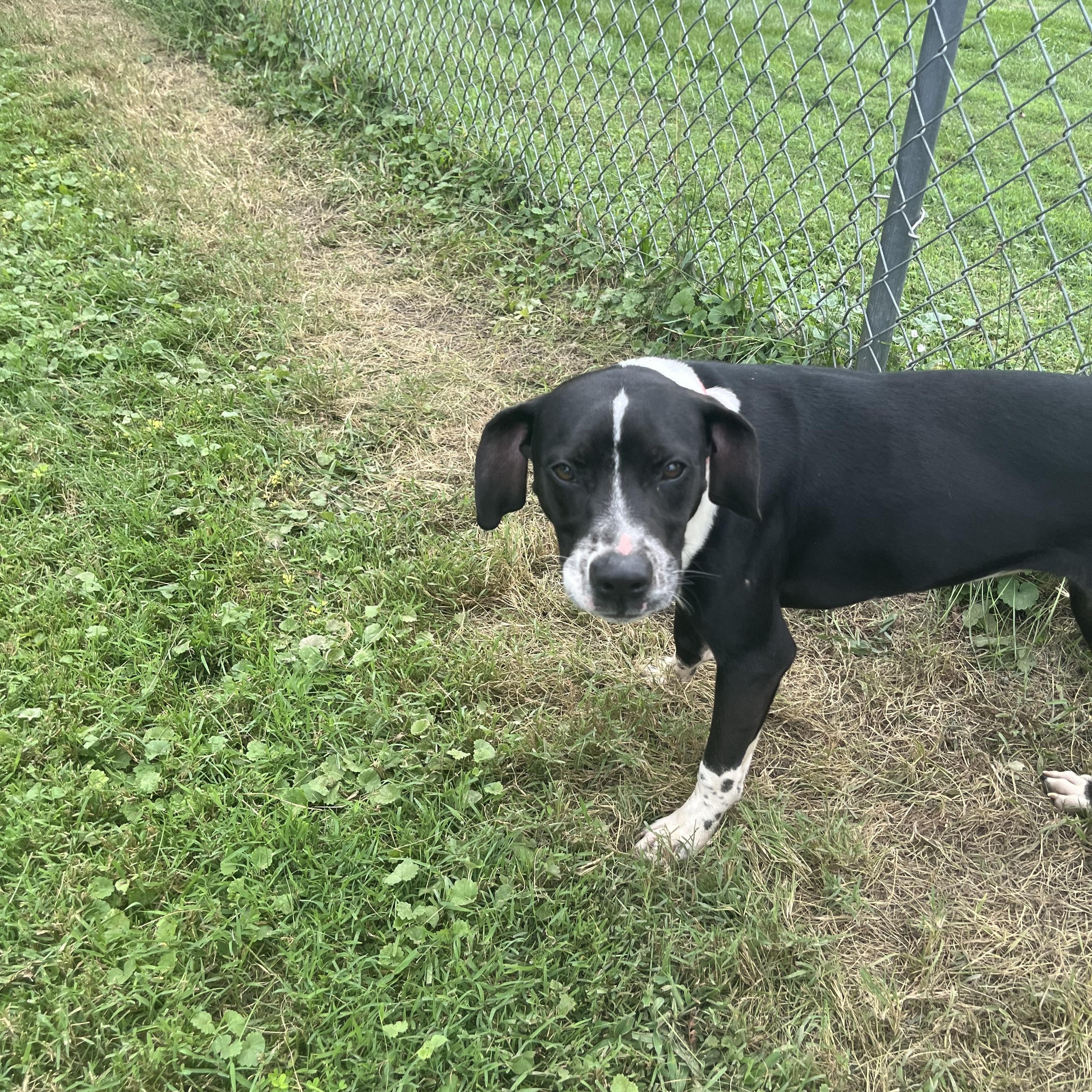 Enlarge Lizzie, a Adoptable Mixed Breed in Fairfax, VA image 3/4