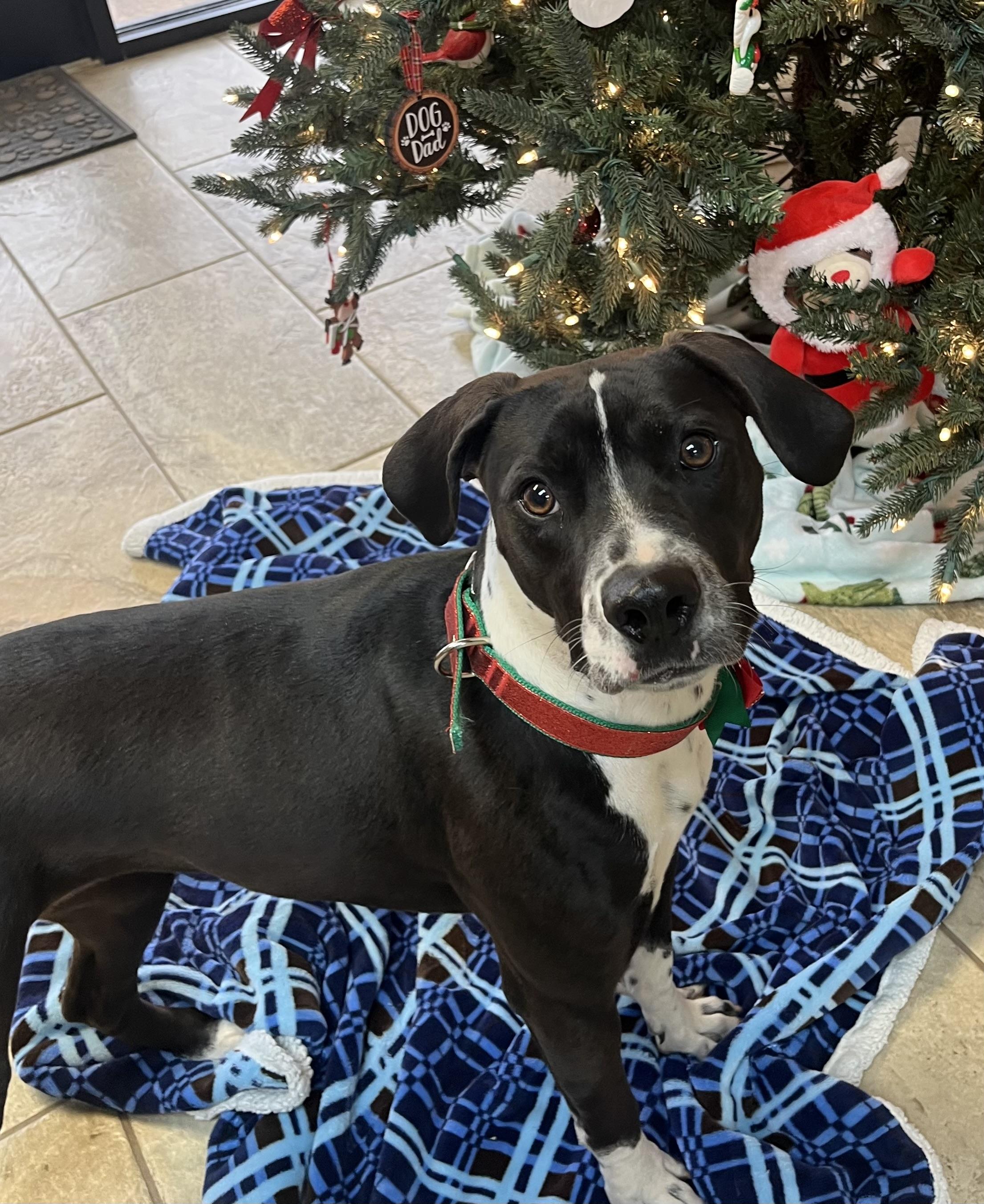 Enlarge Lizzie, a Adoptable Mixed Breed in Fairfax, VA image 1/2