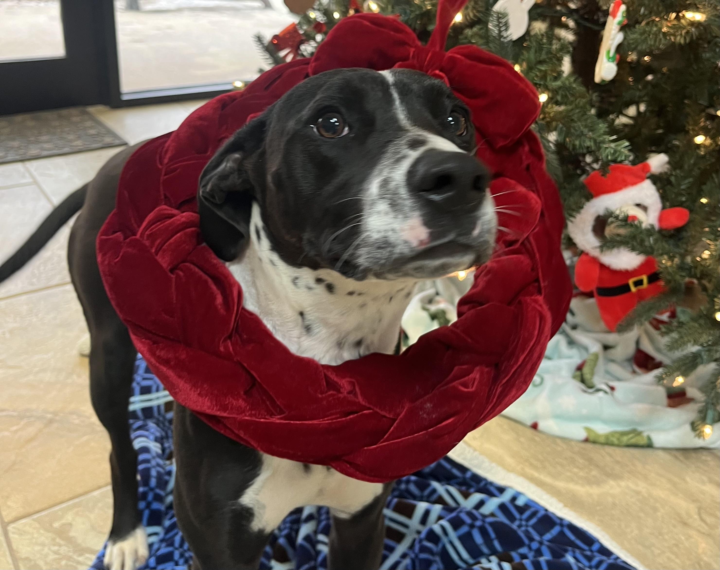 Enlarge Lizzie, a Adoptable Mixed Breed in Fairfax, VA image 2/2