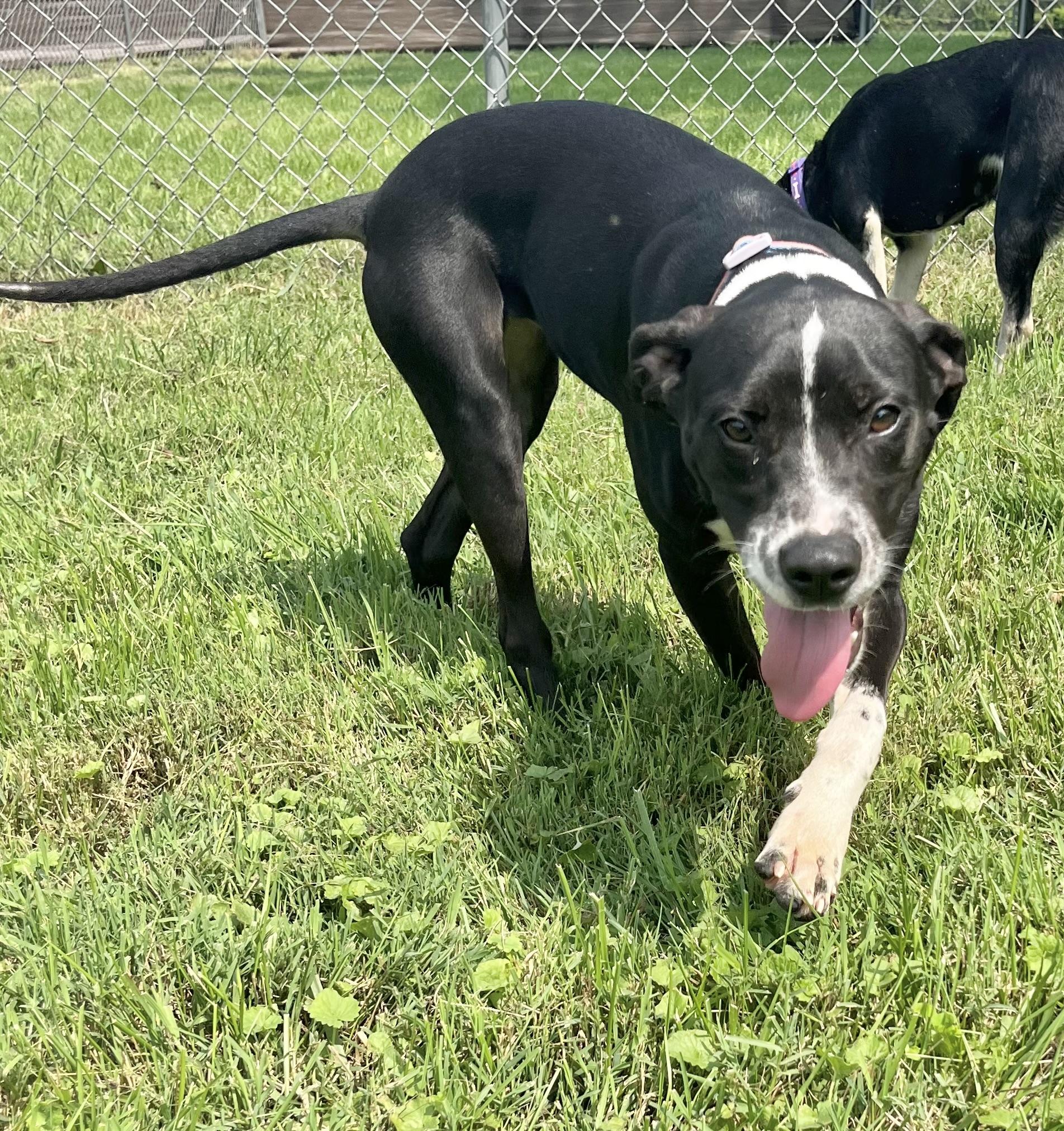 Enlarge Lizzie, a Adoptable Mixed Breed in Fairfax, VA image 1/4