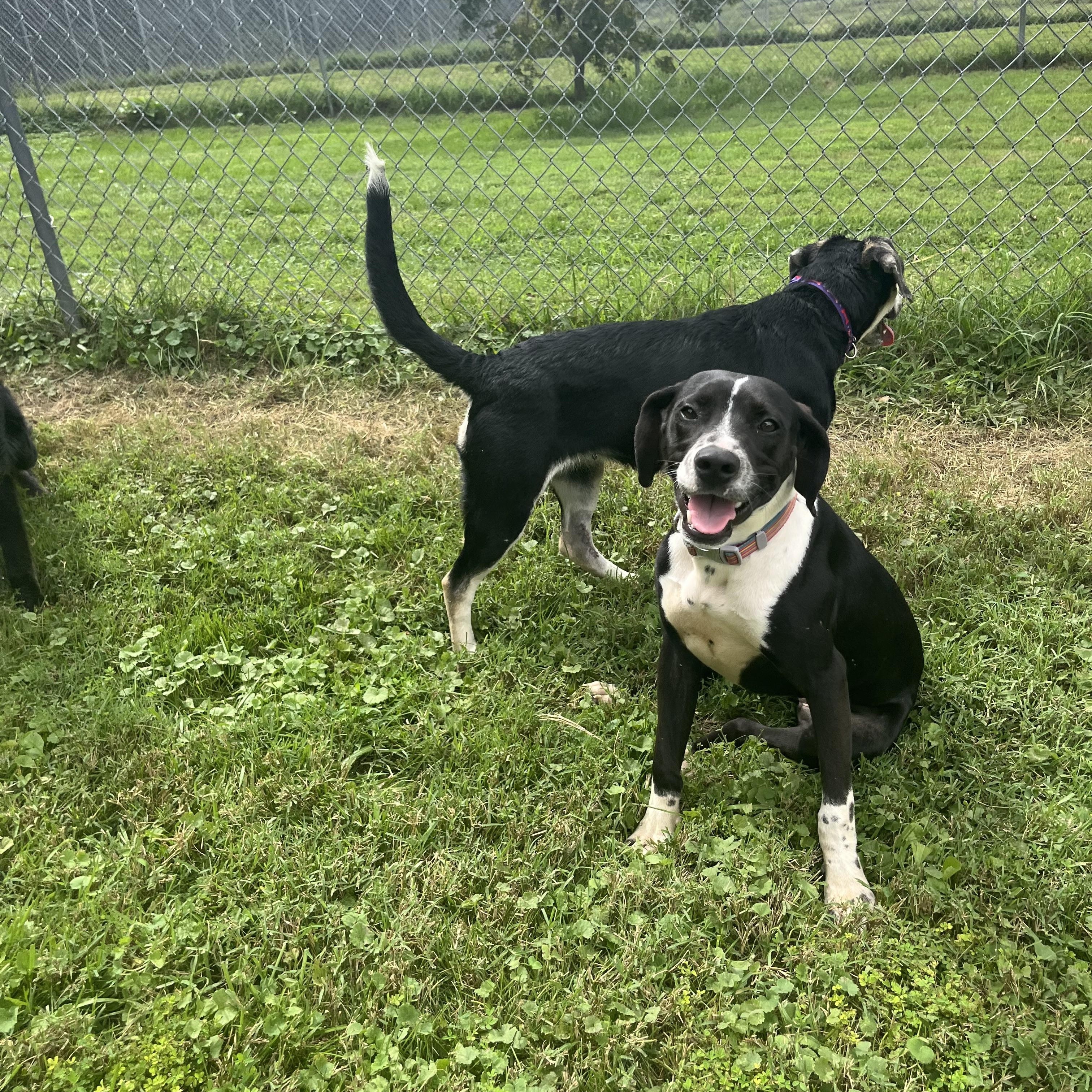Enlarge Lizzie, a Adoptable Mixed Breed in Fairfax, VA image 4/4