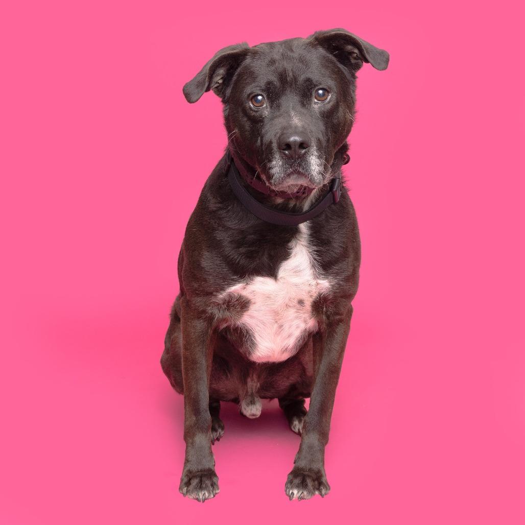 Enlarge Chandler, a Adoptable Mixed Breed in Franklin, TN image 1/3