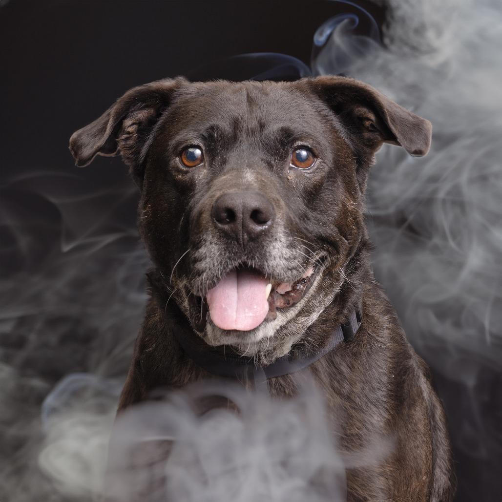 Enlarge Chandler, a Adoptable Mixed Breed in Franklin, TN image 2/4