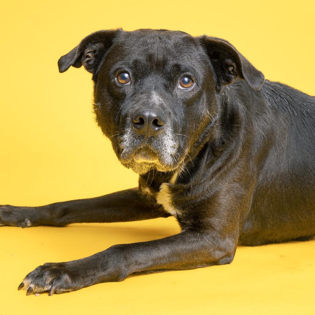 Enlarge Chandler, a Adoptable Mixed Breed in Franklin, TN image 2/3