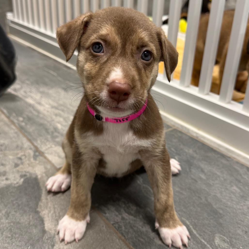 TIFF, Adoptable, Puppy Female Labrador Retriever & Shepherd.