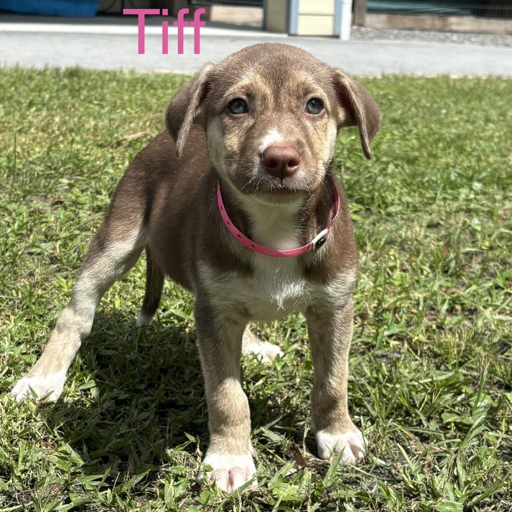 Enlarge TIFF, a Adoptable mixed breed in Wellington, FL image 2/3
