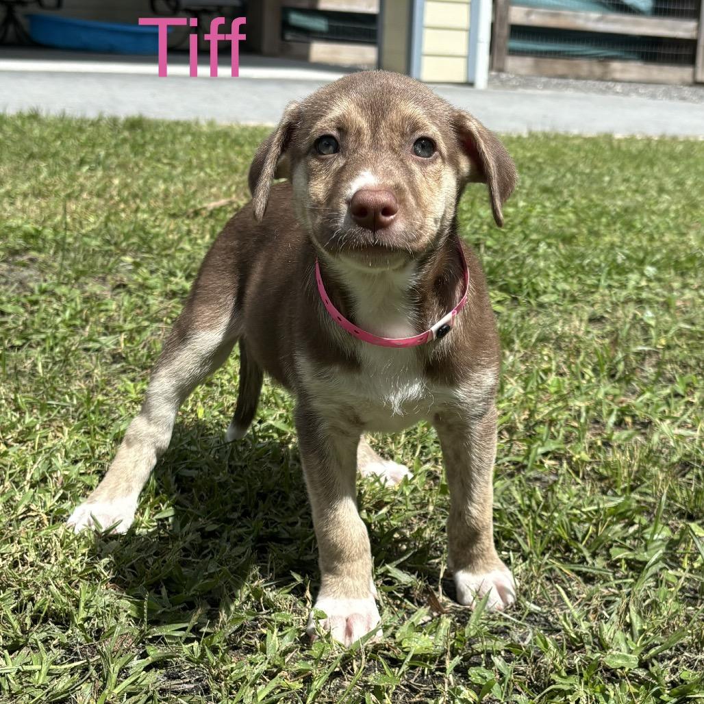 Enlarge TIFF, a Adoptable mixed breed in Wellington, FL image 3/3
