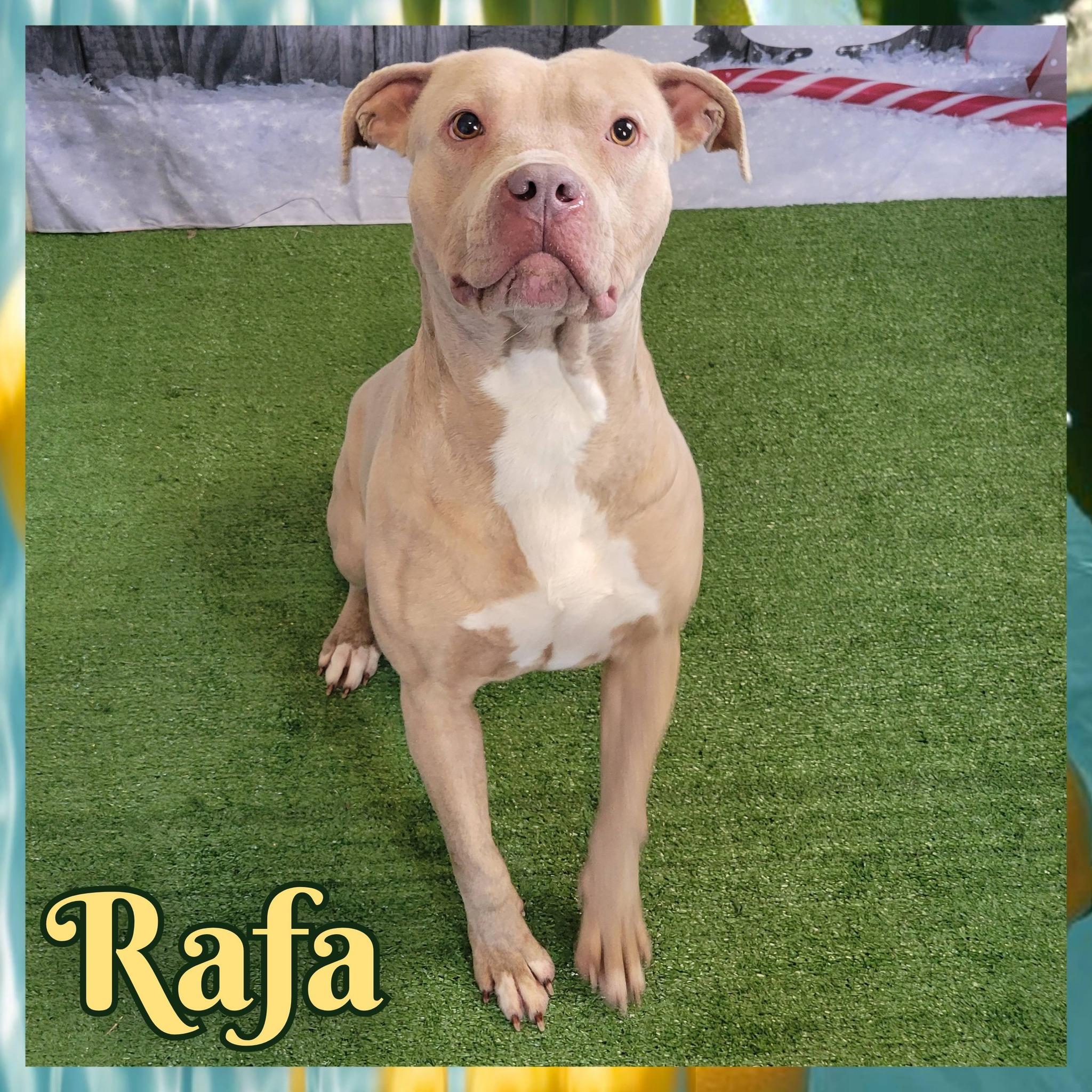 Rafa, ADOPTABLE, Adult Male Pit Bull Terrier.