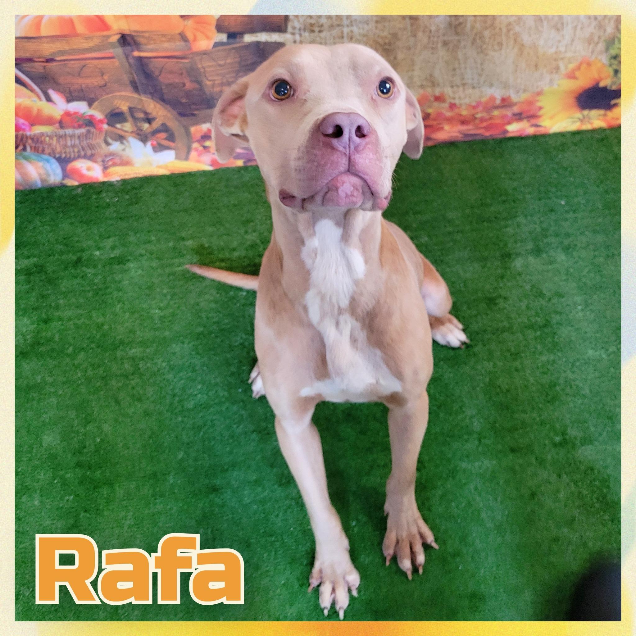 Enlarge Rafa, a ADOPTABLE mixed breed in Daingerfield, TX image 1/1
