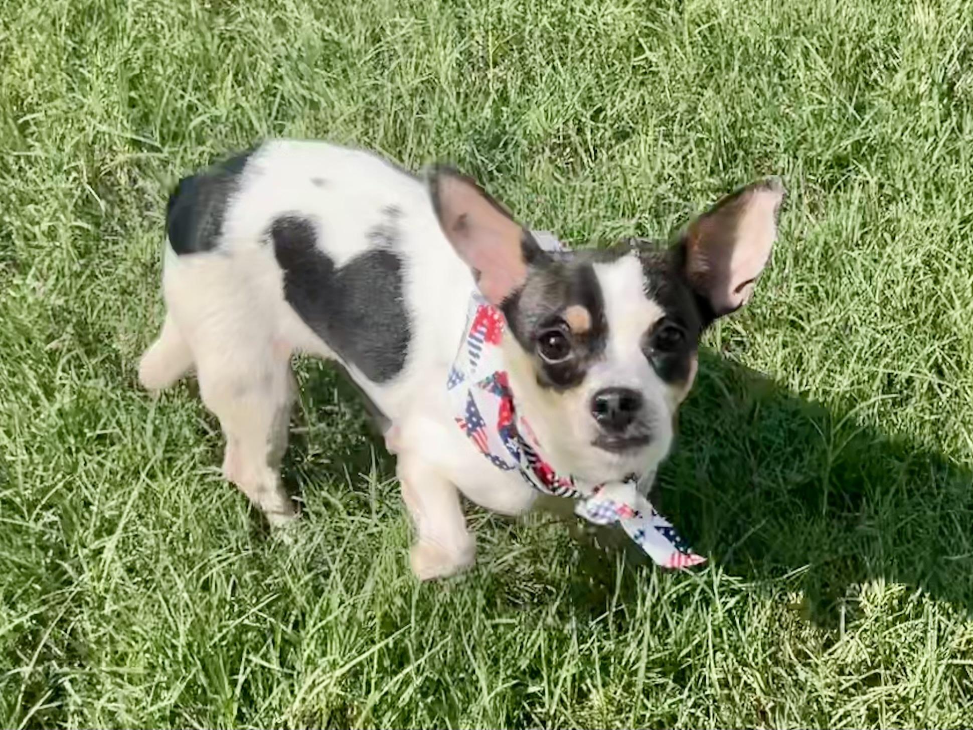 Enlarge Basil in Texarkana TX, a ADOPTABLE mixed breed in Texarkana, TX image 5/6