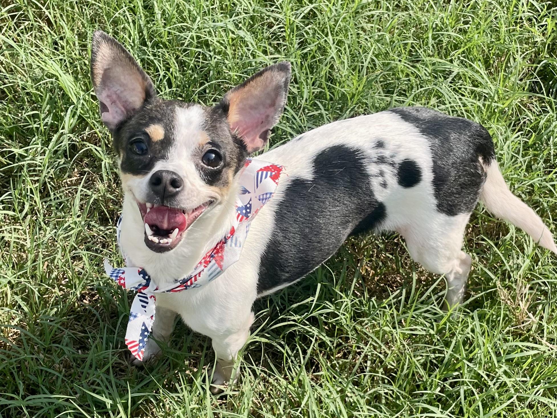 Enlarge Basil in Texarkana TX, a ADOPTABLE mixed breed in Texarkana, TX image 3/6