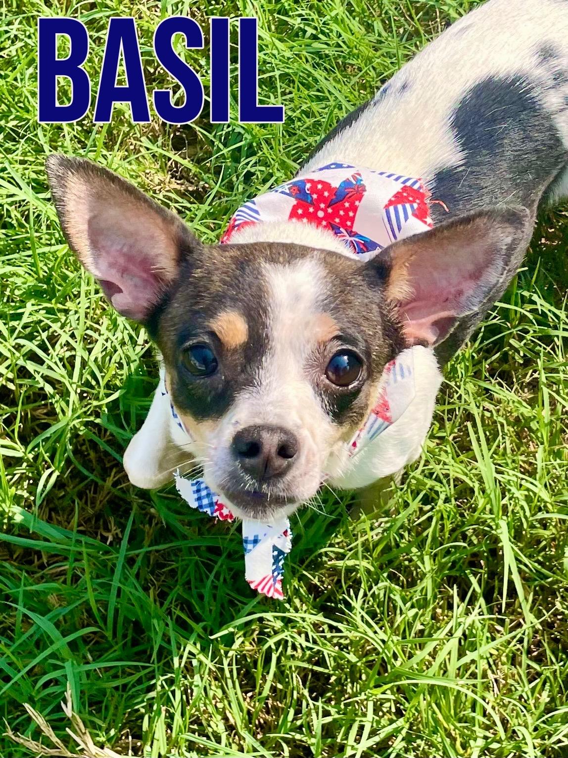 Enlarge Basil in Texarkana TX, a ADOPTABLE mixed breed in Texarkana, TX image 1/6