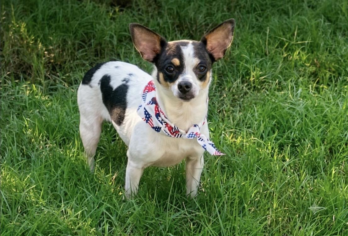 Enlarge Basil in Texarkana TX, a ADOPTABLE mixed breed in Texarkana, TX image 2/6