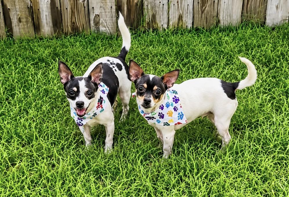 Enlarge Basil in Texarkana TX, a ADOPTABLE mixed breed in Texarkana, TX image 6/6