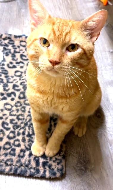 Ed Sheeran, a Adopted Domestic Short Hair in New York, NY image 1/4