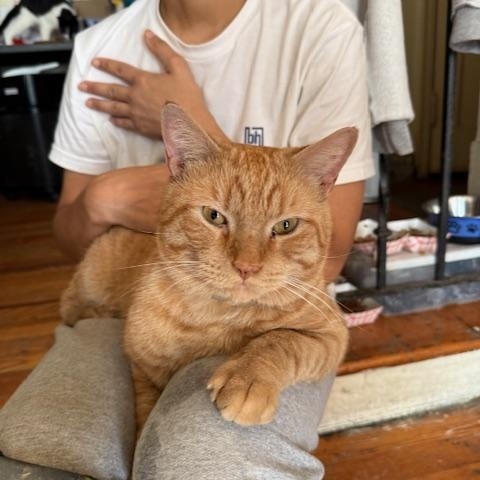 Ed Sheeran, Adopted, Adult Male Domestic Short Hair.