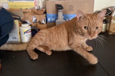 Ed Sheeran, a Adopted Domestic Short Hair in New York, NY image 3/4