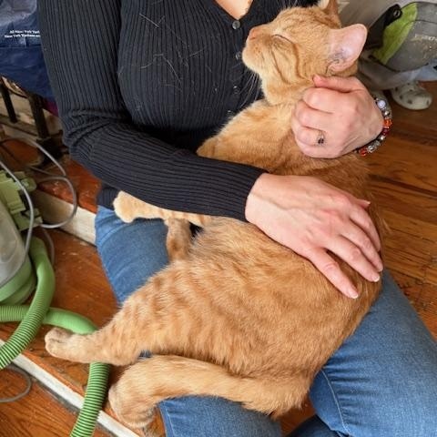 Ed Sheeran, a Adopted Domestic Short Hair in New York, NY image 4/4