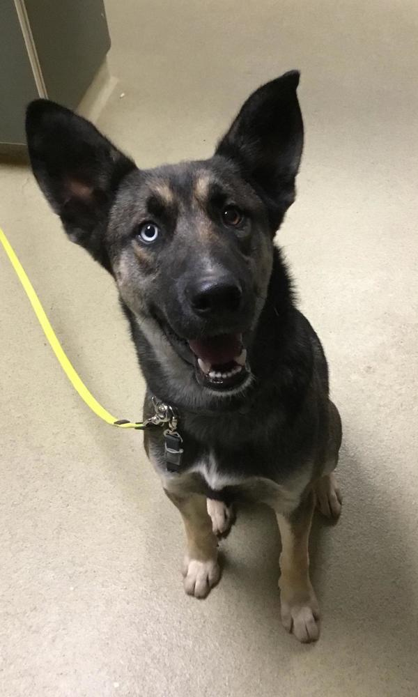 Dozer, Adoptable, Senior Male German Shepherd Dog & Siberian Husky.
