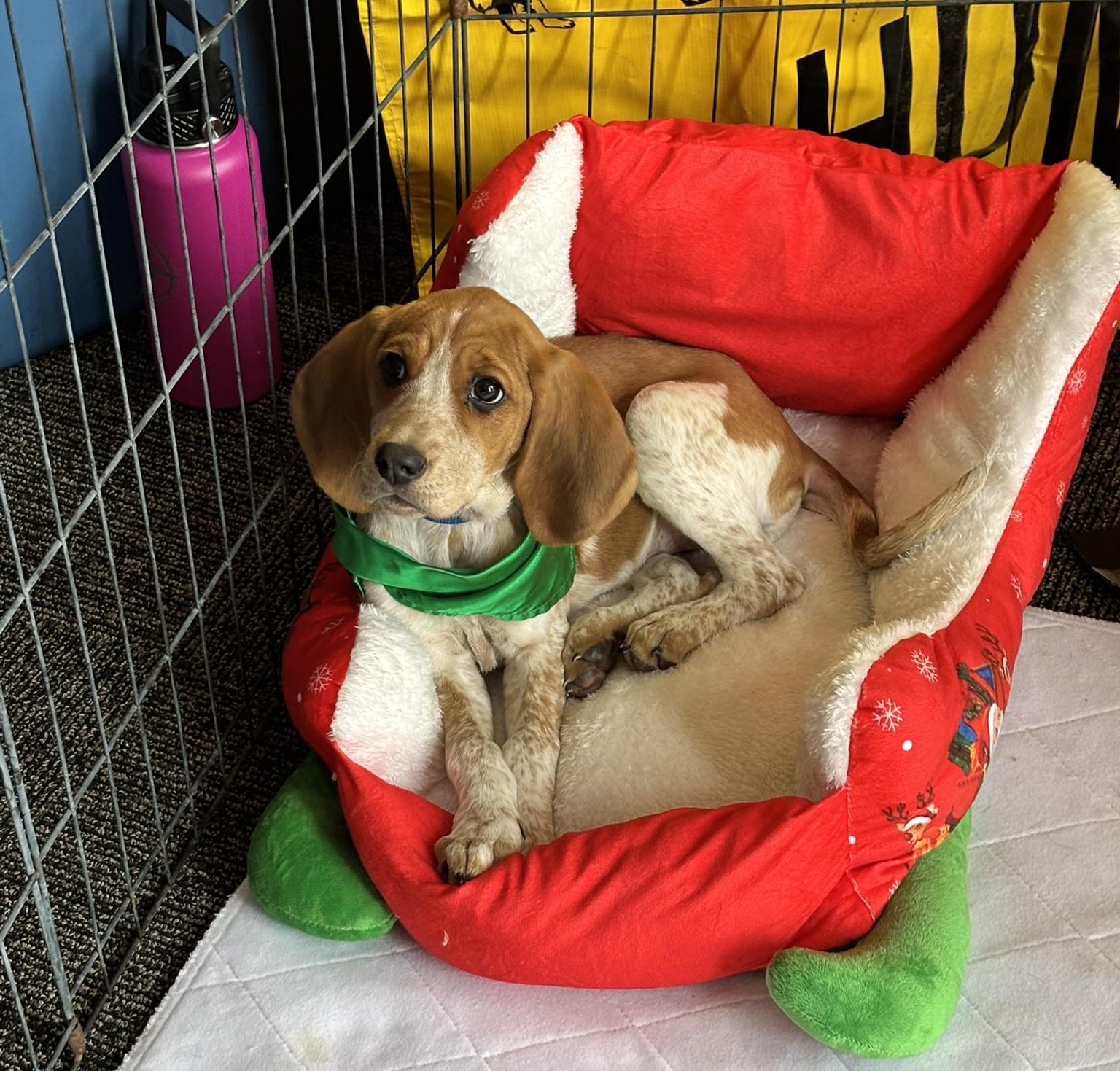 Pumpkin, Adoptable, Puppy Female Plott Hound.