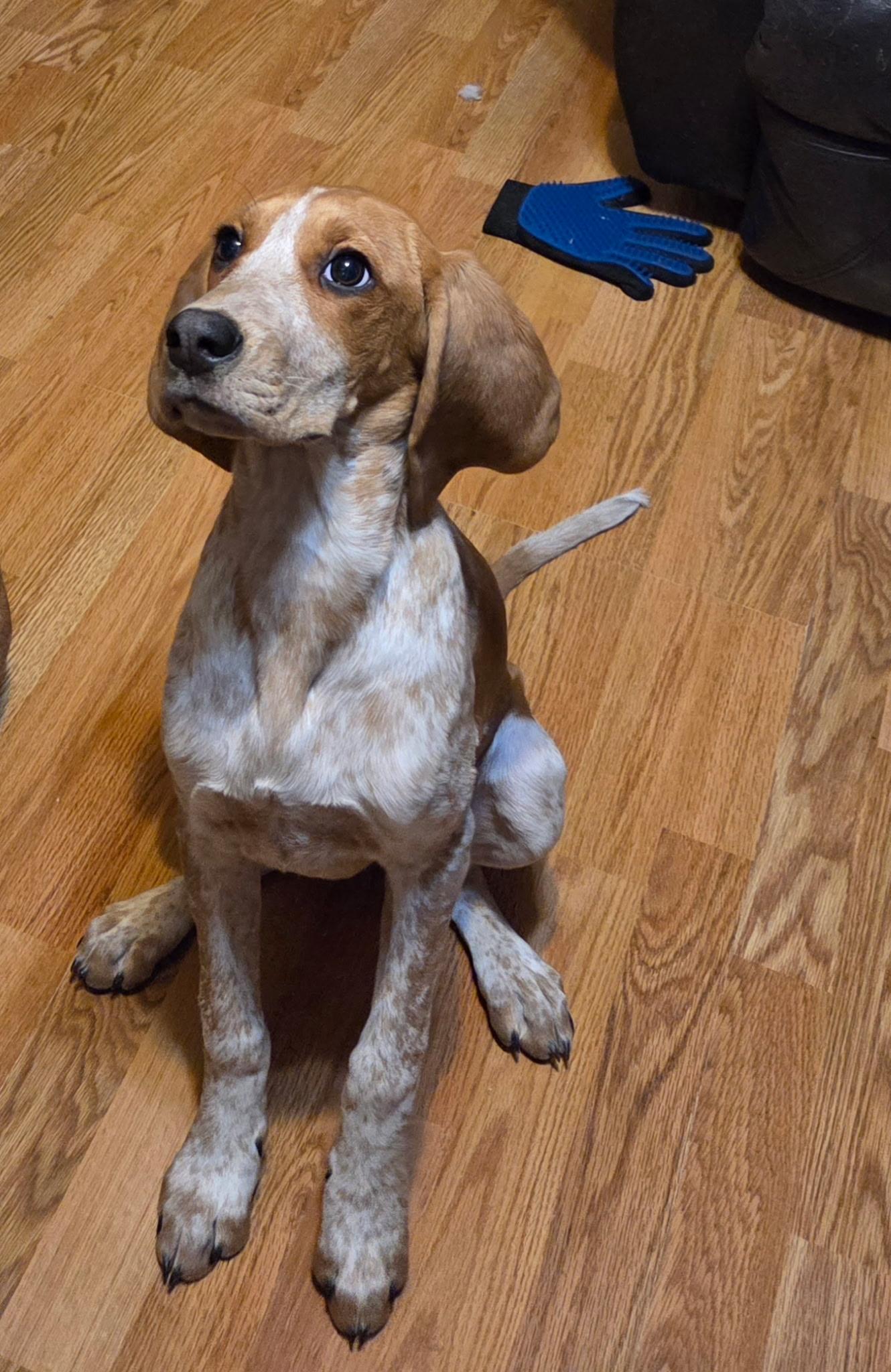 pumpkin, Adoptable, Puppy Female Plott Hound.