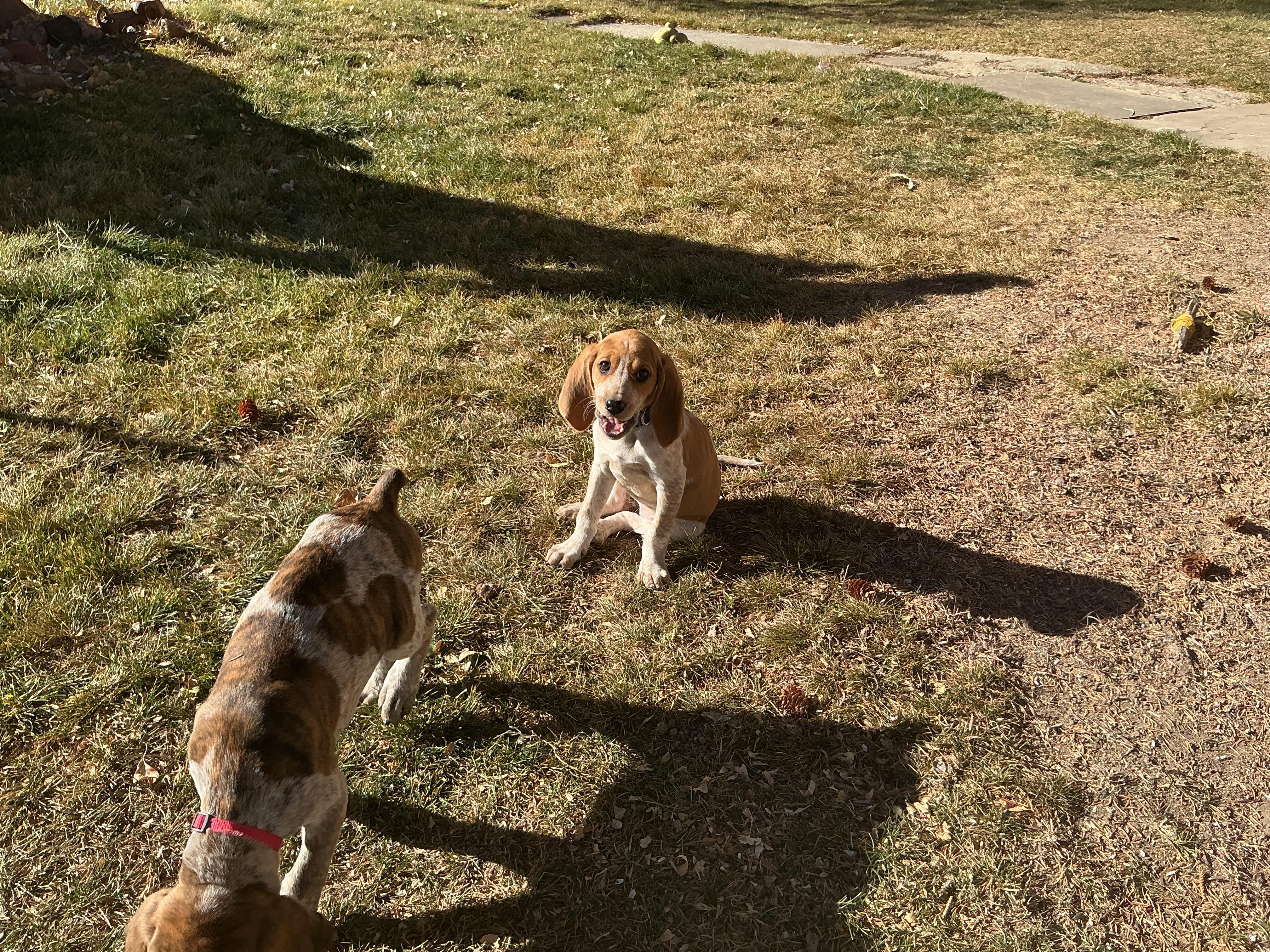 Pumpkin, a Adoptable mixed breed in Dubois, WY image 3/5