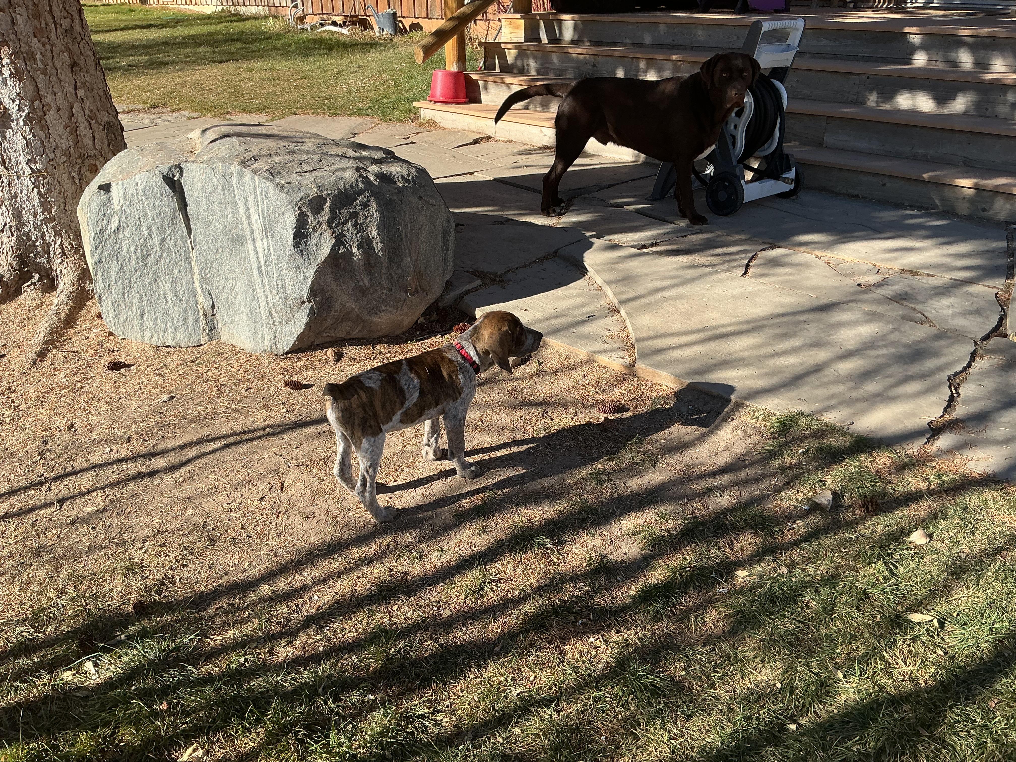 Pumpkin, a Adoptable mixed breed in Dubois, WY image 1/5
