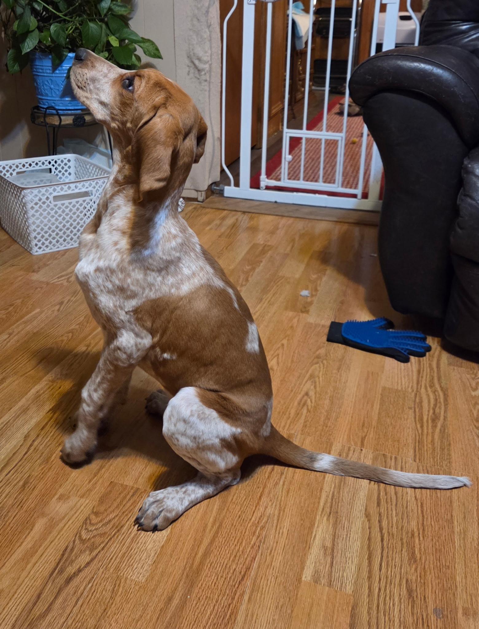 Enlarge pumpkin, an adopted mixed breed in Dubois, WY image 2/4