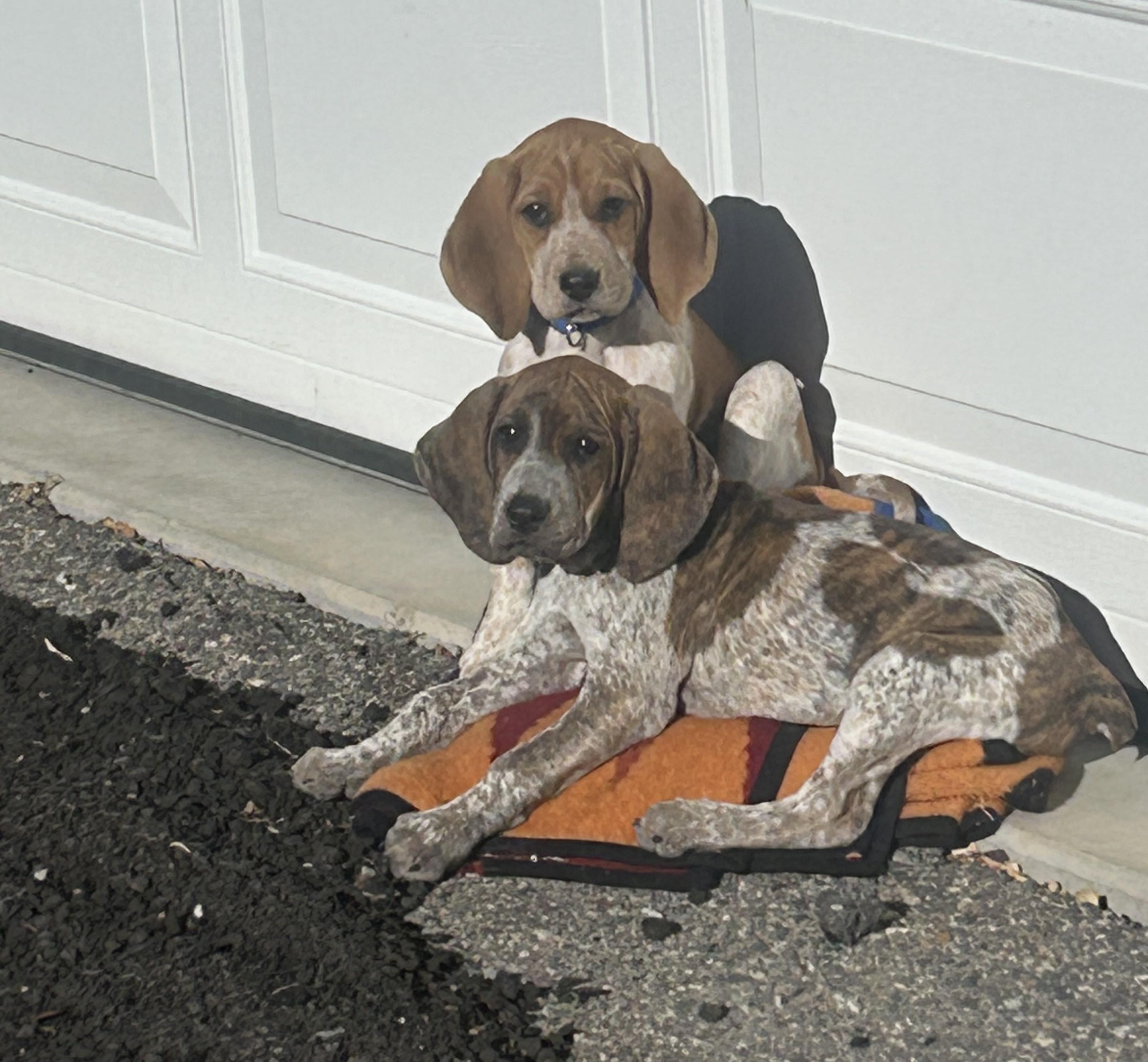 Enlarge Pumpkin, a Adoptable mixed breed in Dubois, WY image 2/5
