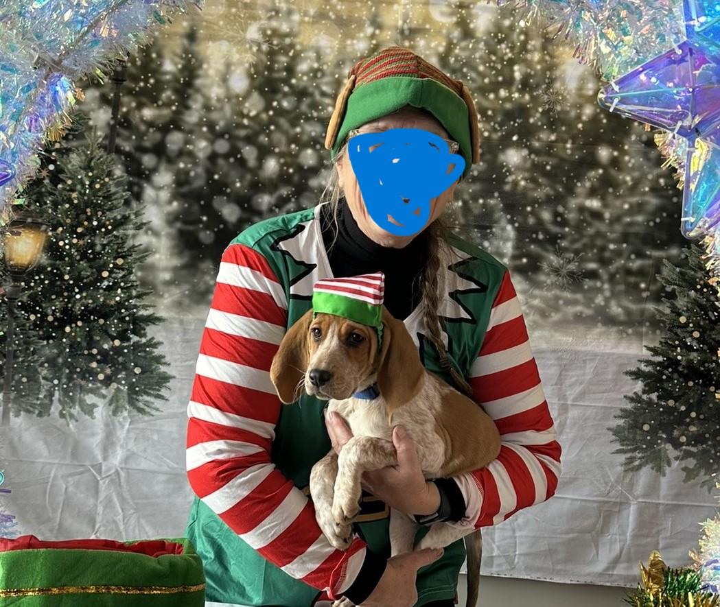 Enlarge Pumpkin, a Adoptable mixed breed in Dubois, WY image 3/5