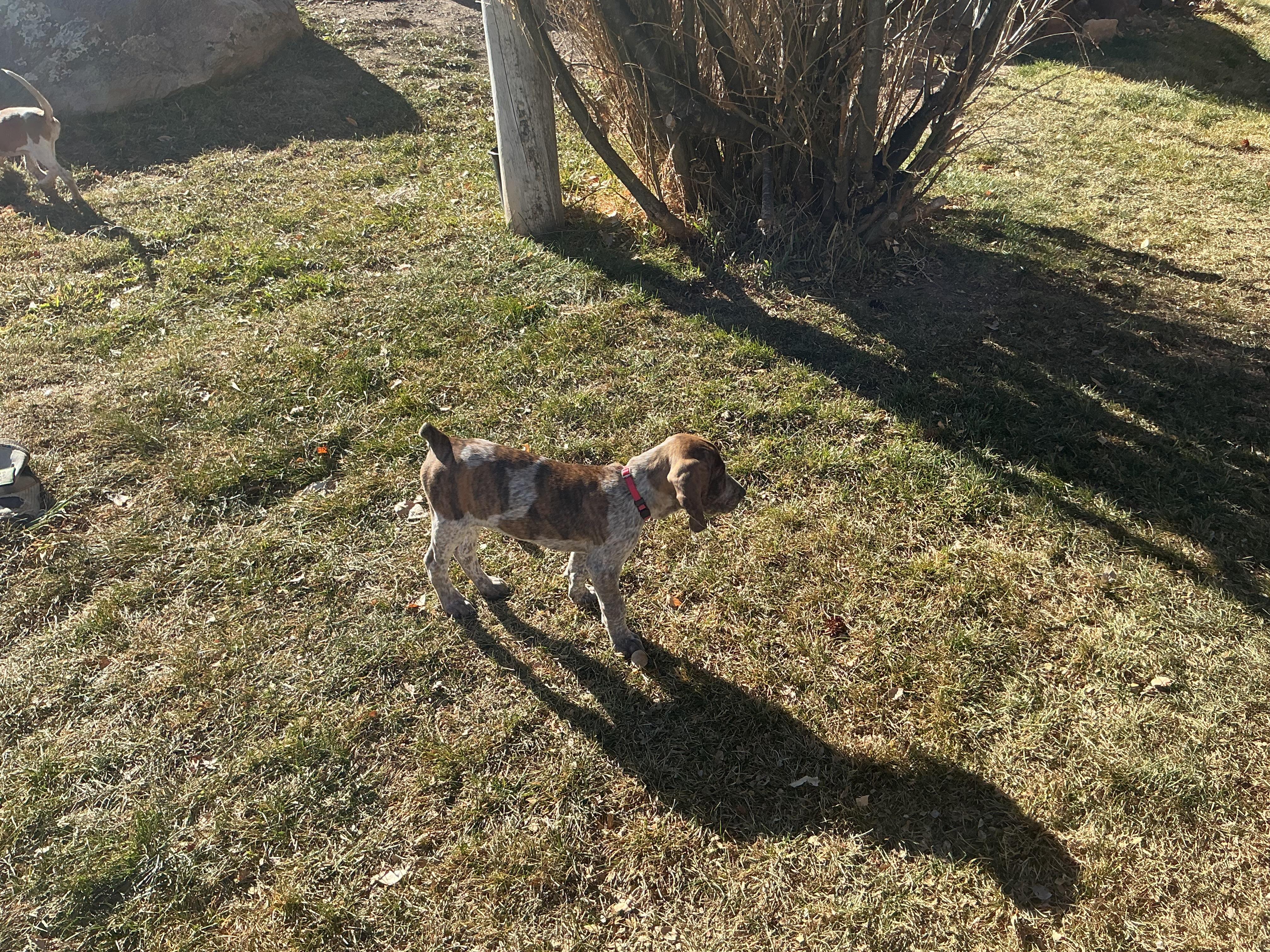 Pumpkin, a Adoptable mixed breed in Dubois, WY image 2/5