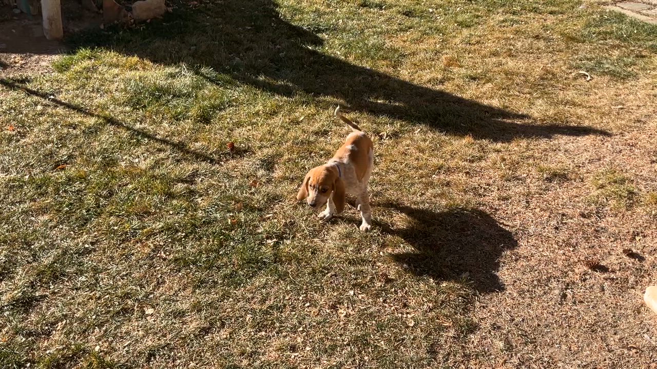 Enlarge Pumpkin, a Adoptable mixed breed in Dubois, WY video 4/5