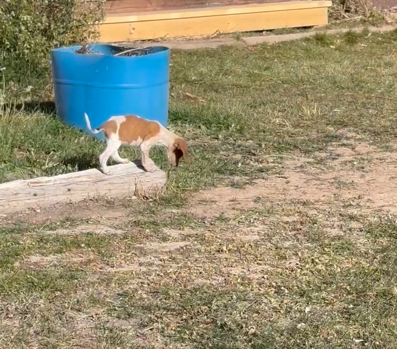 Enlarge Pumpkin, a Adoptable mixed breed in Dubois, WY video 5/5