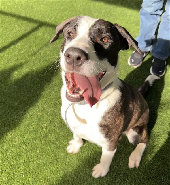 PLUTO, Adoptable, Young Male Labrador Retriever & Mixed Breed.