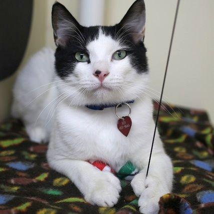 Edward Scissorpaws, a Adoptable mixed breed in Portland, OR image 1/6