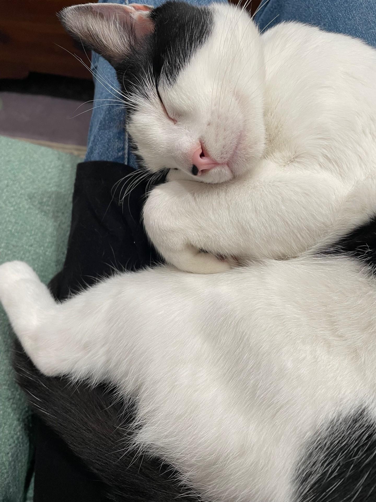 Edward Scissorpaws, a Adoptable mixed breed in Portland, OR image 2/6