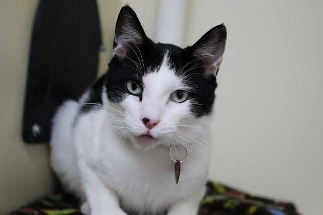 Enlarge Edward Scissorpaws, a Adoptable mixed breed in Portland, OR image 4/6