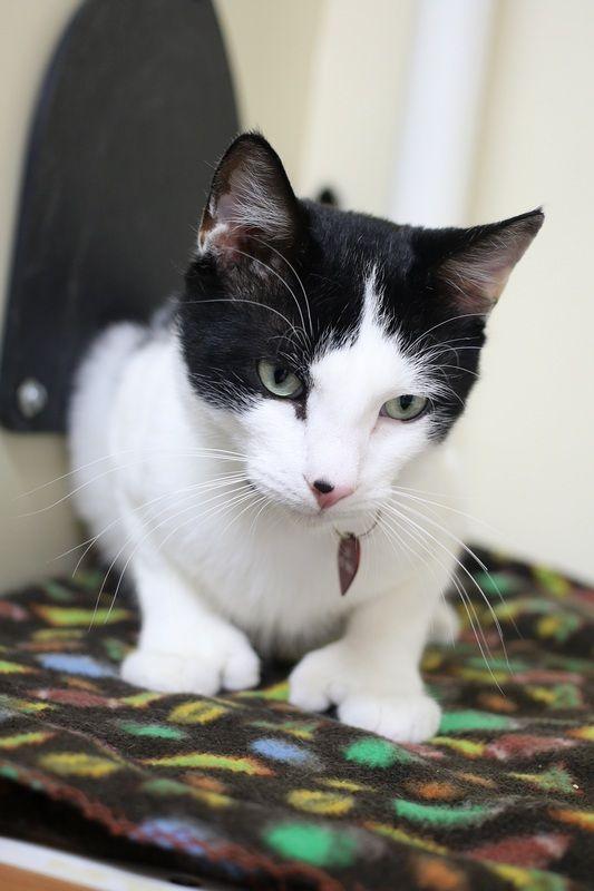 Enlarge Edward Scissorpaws, a Adoptable mixed breed in Portland, OR image 5/6