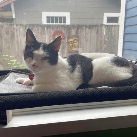 Edward Scissorpaws, a Adoptable mixed breed in Portland, OR image 6/6