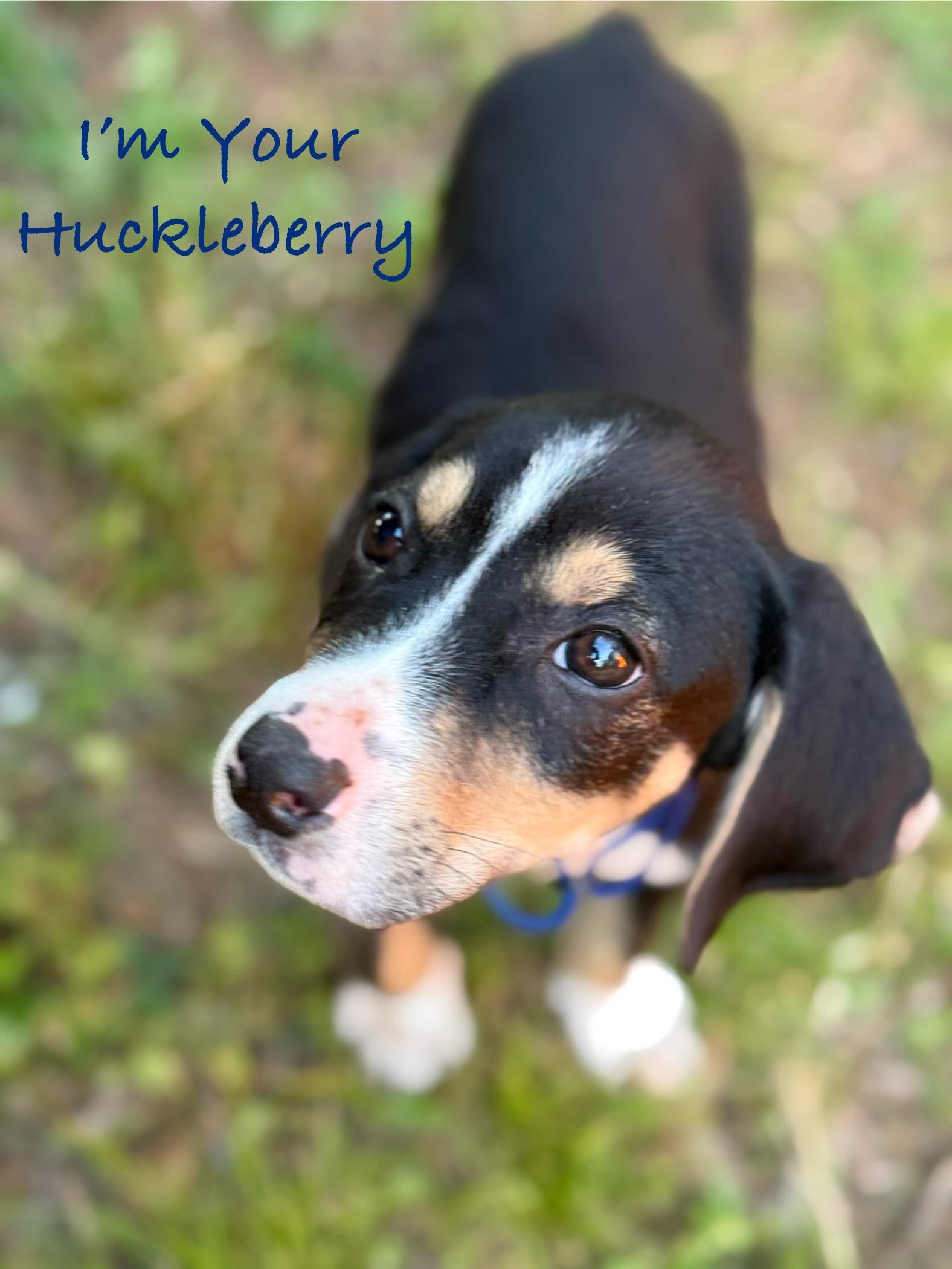 Enlarge Barney, a Adopted mixed breed in Kalispell, MT image 1/5