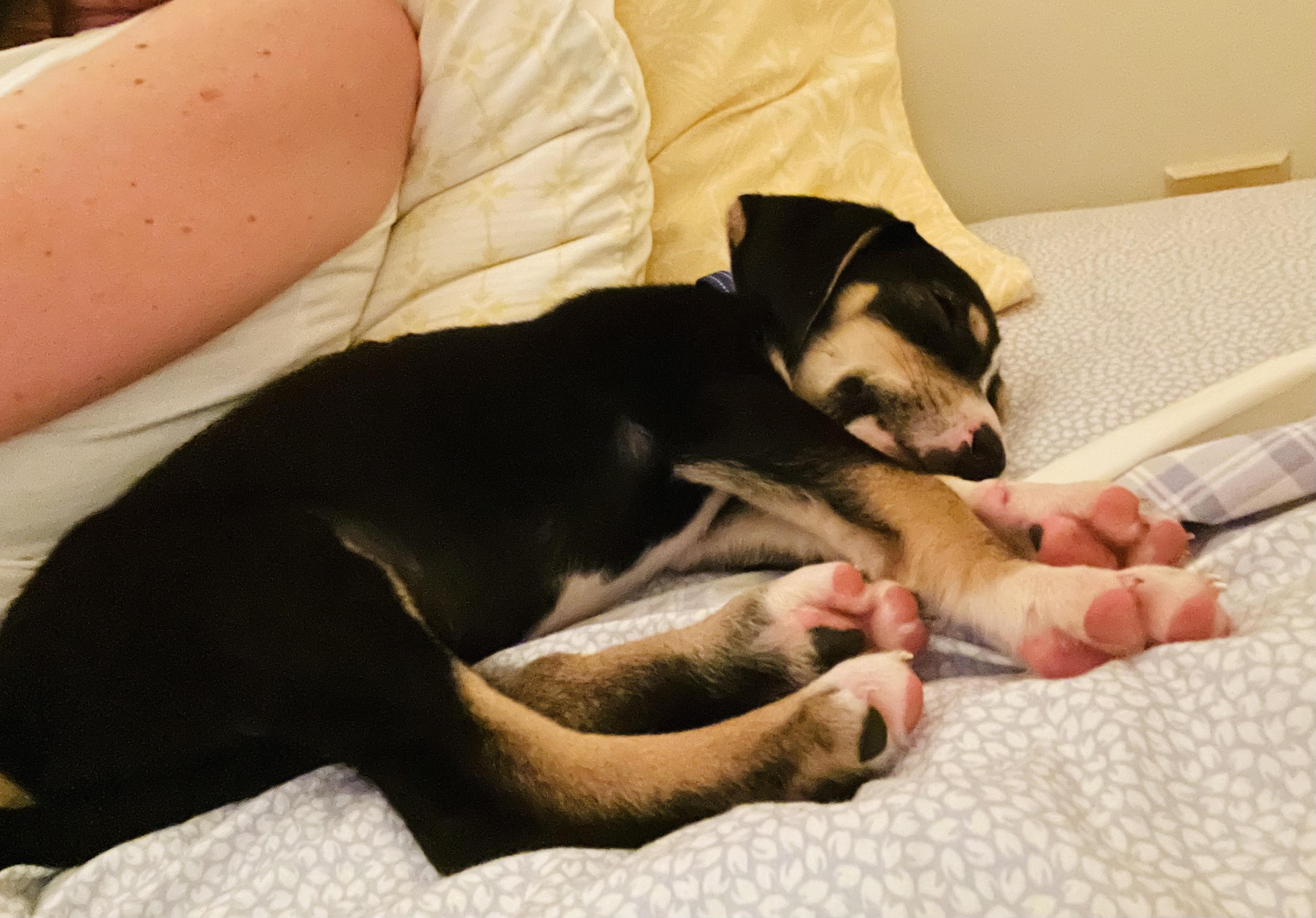 Barney, Adopted, Puppy Male Coonhound.