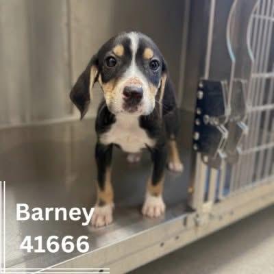 Enlarge Barney, a Adopted mixed breed in Kalispell, MT image 3/5