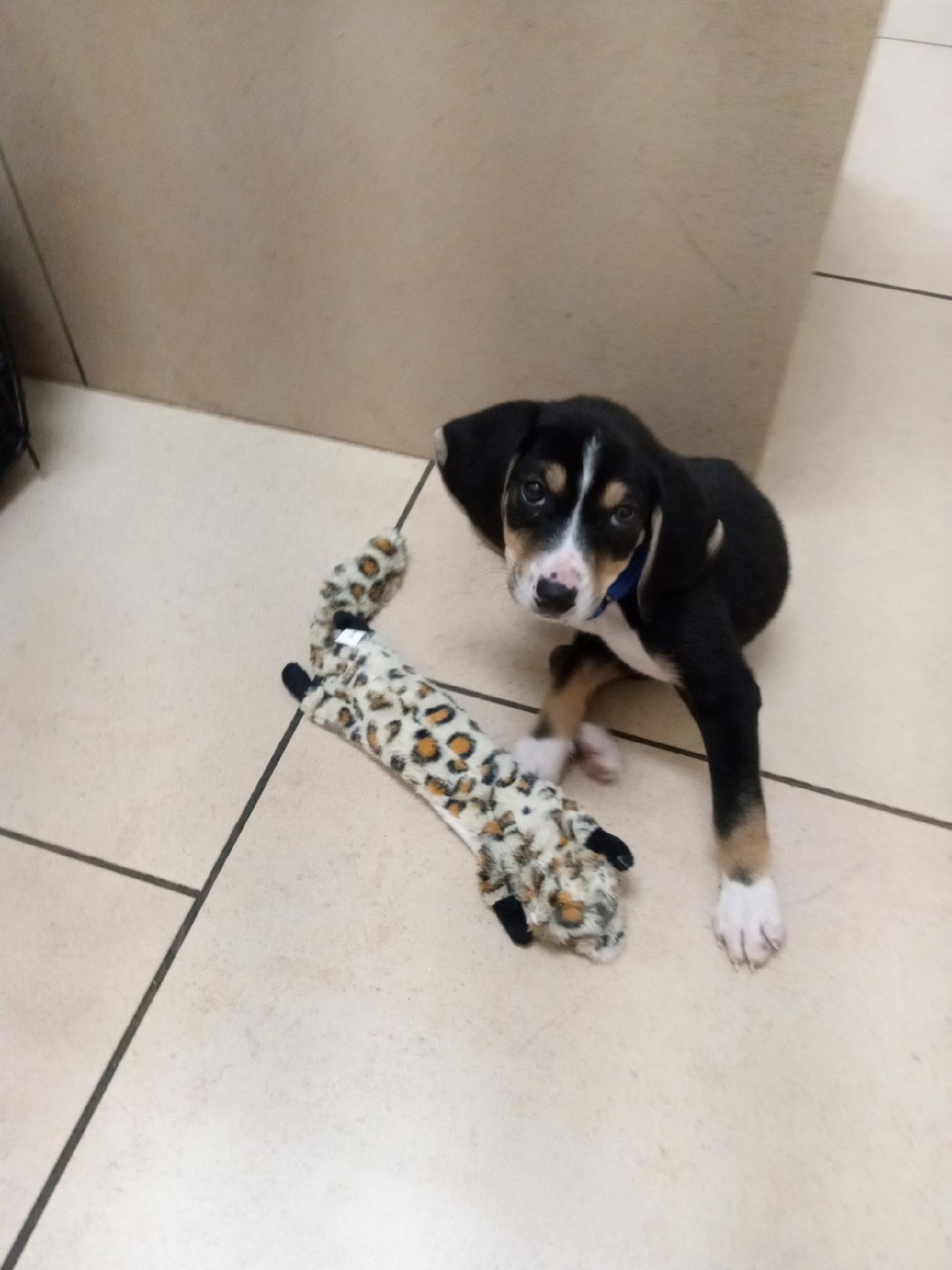 Enlarge Barney, a Adopted mixed breed in Kalispell, MT image 4/5