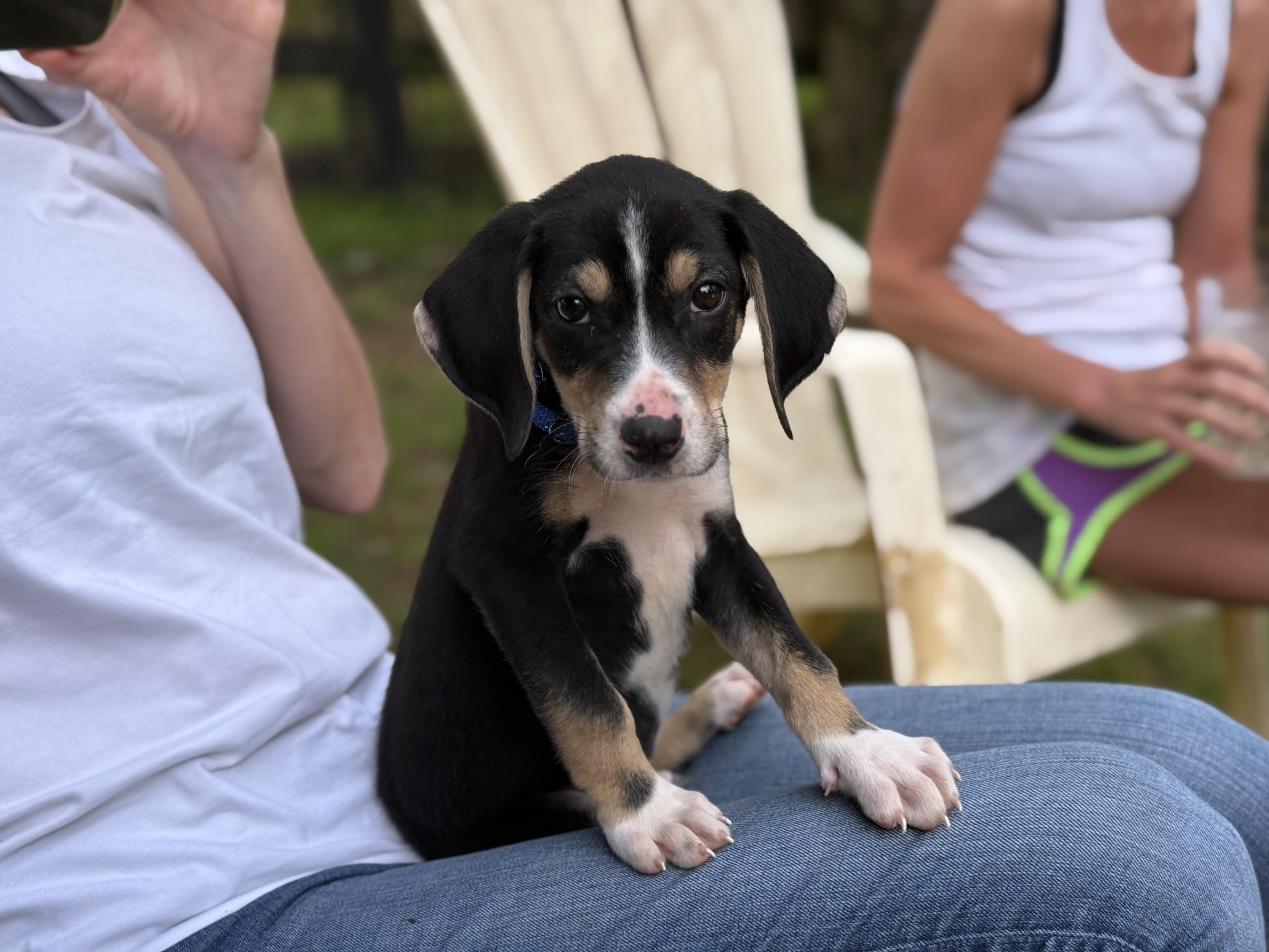 Barney, Adopted, Puppy Male Coonhound.