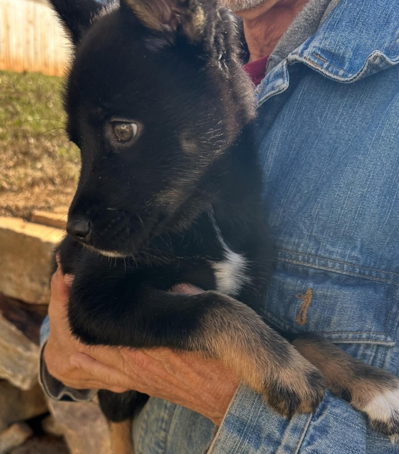 Clove, a Adoptable mixed breed in Crystal Lake, IL image 1/2