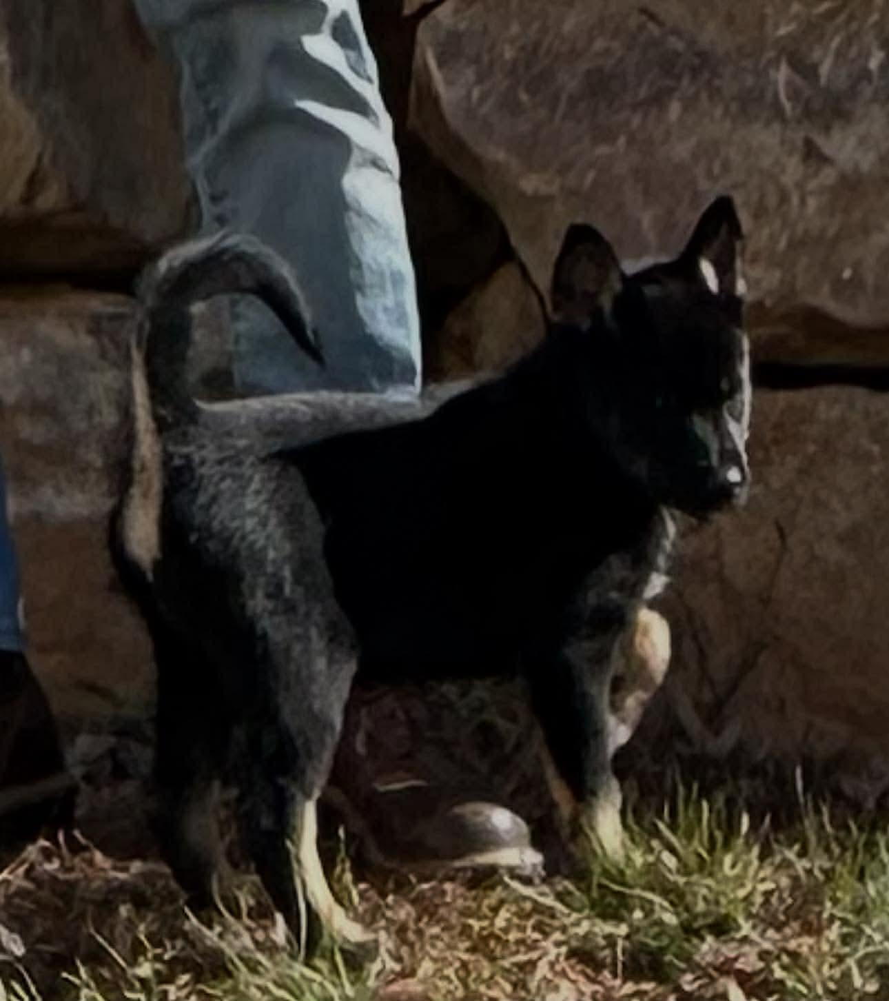 Clove, a Adoptable mixed breed in Crystal Lake, IL image 2/2