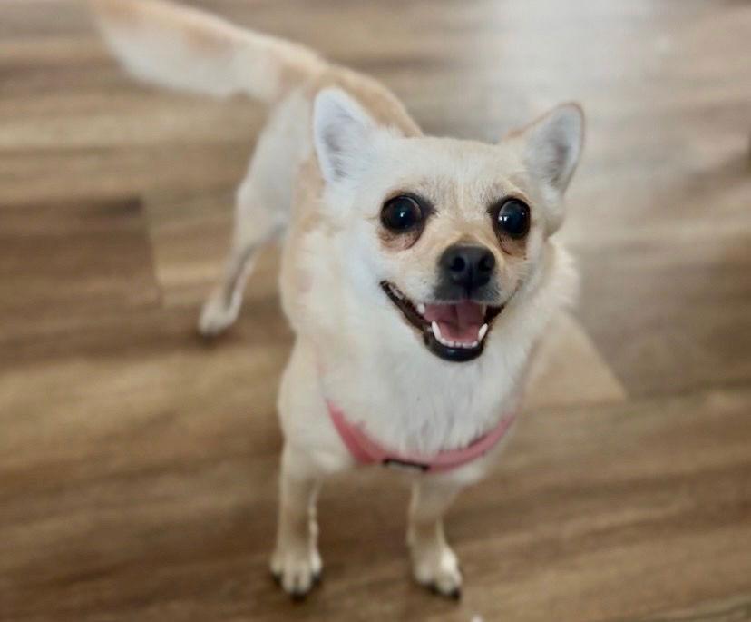 Magpie ADOPTION PENDING, Adoptable, Adult Female Chihuahua.