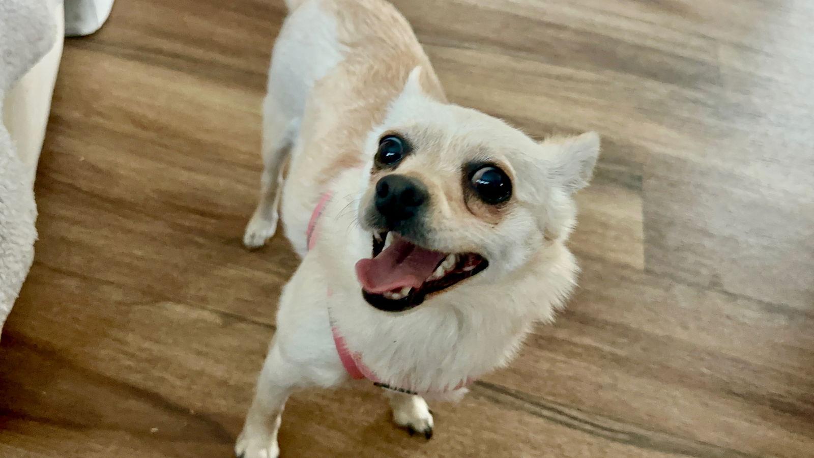 Magpie ADOPTION PENDING, a Adoptable Chihuahua in Osteen, FL image 2/3